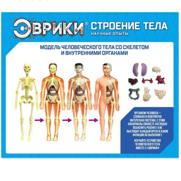ЭВРИКИ Научный опыт "Строение тела" №SL-00702B, арт. 2772939
